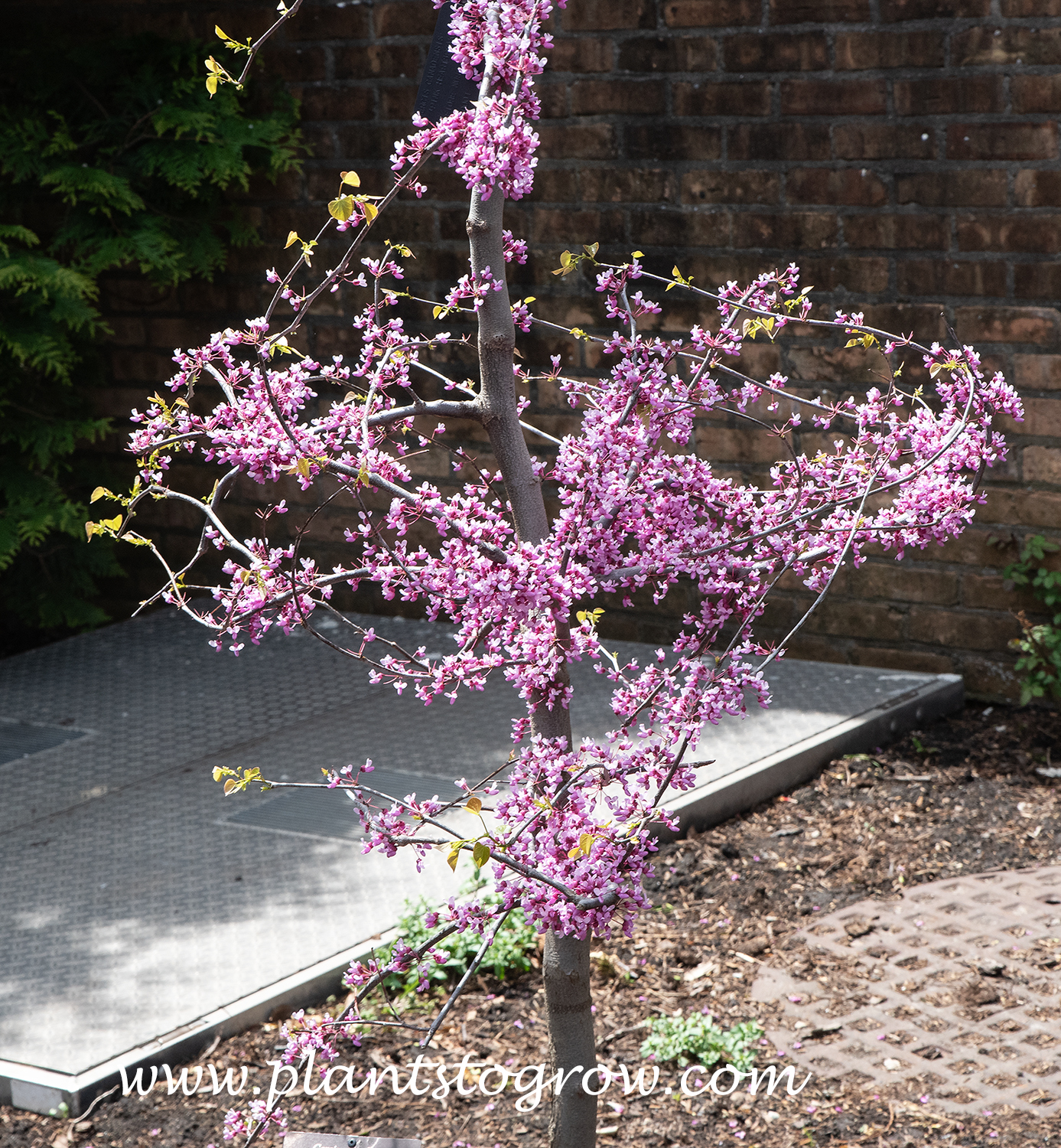 Pink Heartbreaker Redbud (Cercis canadensis)